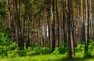 Güneşli yaz gününde yeşil orman.