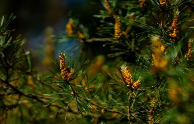 Ormandaki koniler ile çam dalı