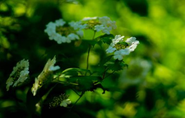 Çiçekli yeşil çimenler ve beyaz çiçekler