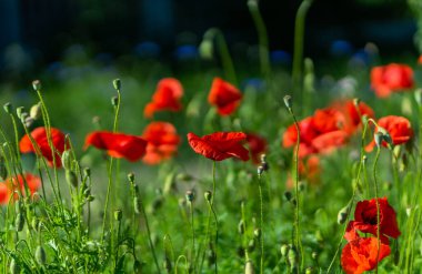 Çayırdaki güzel çiçekler