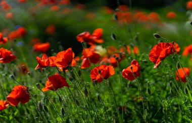 Çayırda kırmızı haşhaş.