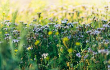 Tarladaki güzel çiçekler