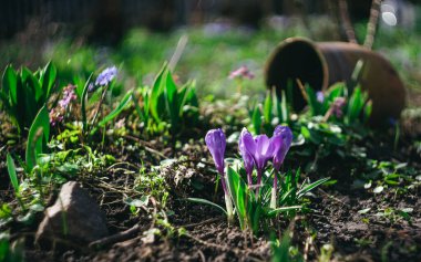 Bahar bahçesinde güzel mor kır çiçekleri