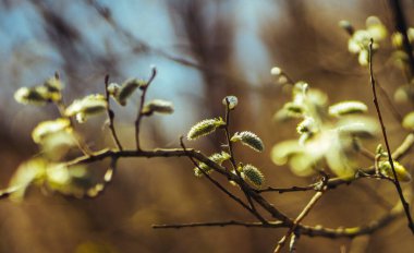 Bahçede bahar çiçekleri