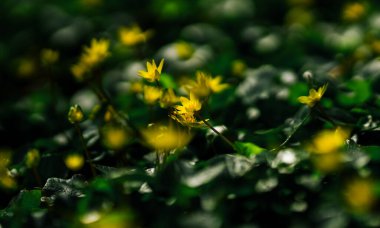 Bahçedeki güzel çiçekler