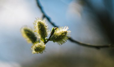 Ağaçtaki yeşil yapraklar