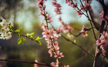 Güzel botanik fotoğrafı, doğal duvar kağıdı.