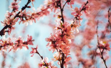 Bahçede güzel bahar çiçekleri