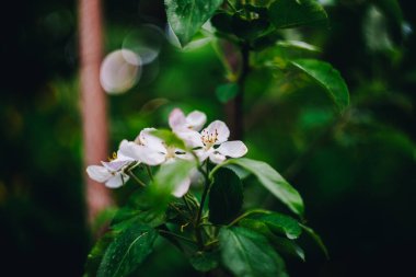 Ağaçtaki güzel çiçekler