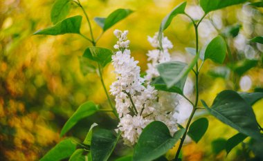 Bahçedeki güzel çiçekler