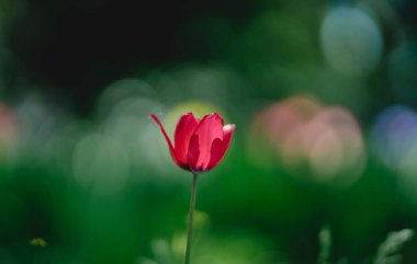 kırmızı lale Bahçe