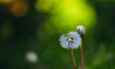 Güzel botanik fotoğrafı, doğal duvar kağıdı.