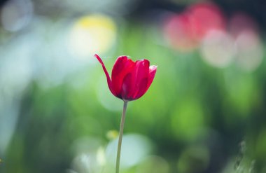 Bahar bahçesinde güzel kırmızı lale.