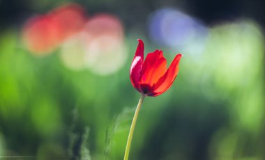 Bahçedeki kırmızı laleler, yakın plan, doğal arka plan.