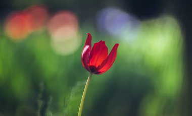 kırmızı lale Bahçe