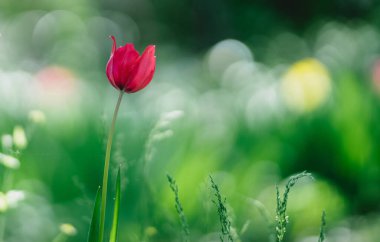 Bahçedeki güzel kırmızı lale çiçeği