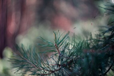 Spruce dalları yakın - yakın. Noel ağacı..