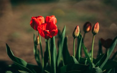 Bahçedeki güzel çiçekler