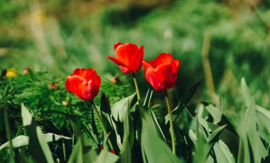 Bahçedeki güzel çiçekler