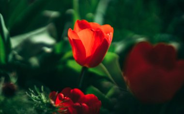 Bahçedeki güzel çiçekler