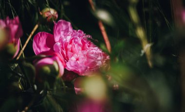 Bahçedeki güzel çiçekler