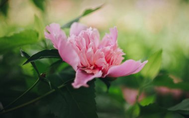 Bahçedeki güzel çiçekler