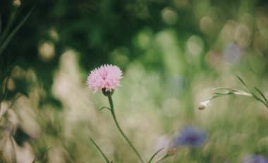 Bahçedeki güzel çiçekler