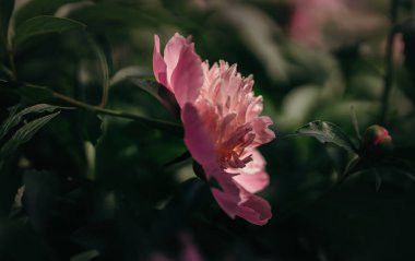 Bahçedeki güzel çiçekler