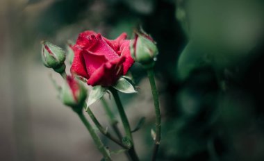 Bahçedeki güzel çiçekler