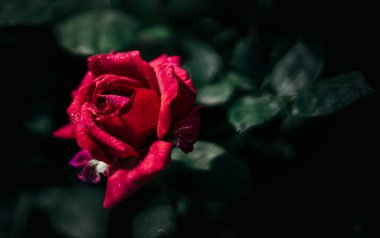 Bahçedeki güzel çiçekler