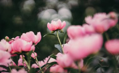 Bahçedeki güzel çiçekler