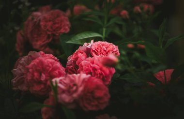 Bahçedeki güzel çiçekler