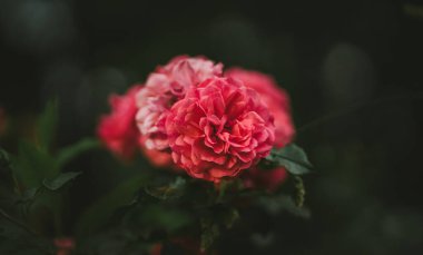 Bahçedeki güzel çiçekler