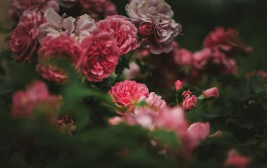 Bahçedeki güzel çiçekler