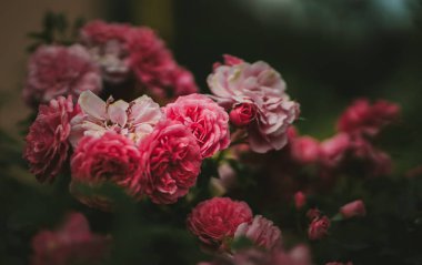 Bahçedeki güzel çiçekler