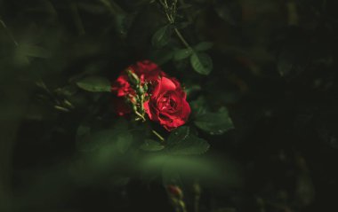 Bahçedeki güzel çiçekler