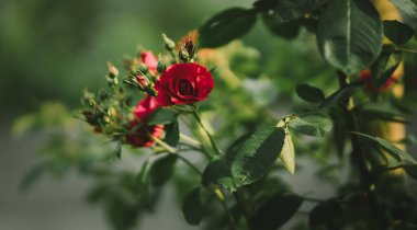 Bahçedeki güzel çiçekler