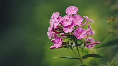 Bahçedeki güzel çiçekler
