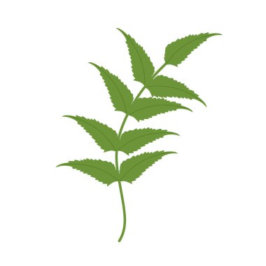 Illustration of a green fern leaf. Flat design of a fern leaf. Illustration of a wild grass. Illustration of a leaf 