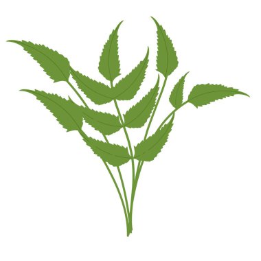 Illustration of a green fern leaf. Flat design of a fern leaf. Illustration of a wild grass. Illustration of a leaf 