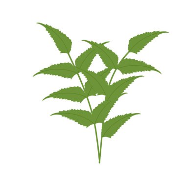 Illustration of a green fern leaf. Flat design of a fern leaf. Illustration of a wild grass. Illustration of a leaf 
