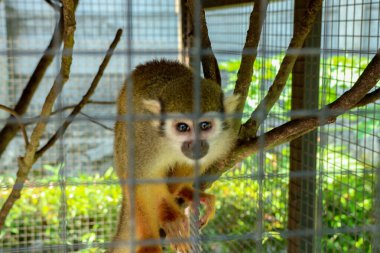 Yumuşak kahverengi ve beyaz kürklü küçük maymun tel örgünün arkasındaki ağaç dalına tırmanıyor. Parlak doğal ışıklandırmayla, hayvan ve vahşi yaşam temaları için tuhaf bir ruh hali yaratıyor..