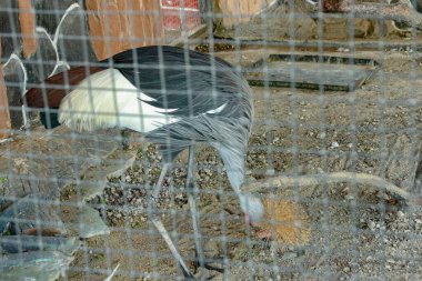 Siyah ve beyaz tüylü gri turna hayvanat bahçesindeki bir muhafazada yere bakıyor ve zoolojik pazarlama için vahşi ve doğa odaklı bir sahne oluşturuyor..
