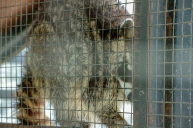 Çizgili kürklü rakunlar, yumuşak ışıkta metal bir kafesten ilginç bir şekilde çıkarak eğitimsel içerik için vahşi yaşam ya da korumayla ilgili bir görsel yaratıyorlar..