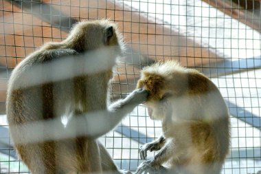 İki açık kahverengi maymun bir kafesin içinde birbirleriyle etkileşime girerek, biri diğerinin yüzünü nazikçe tımar ediyor, parlak, doğal ışıklandırma ile bir bağlantı ve bakım anı yaratıyor, koruma veya hayvan refahı teması için uygun..