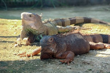 İki gevşek iguana, biri kahverengi ve biri yeşil, yumuşak güneş ışığında kumlu zemin üzerinde dinleniyor, sürüngen yaşamı sergiliyor ve doğa veya eğitim içeriği için uygun..