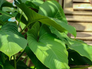 Belirgin damarları olan parlak yeşil tropikal yapraklar güneş ışığında kümelenerek hafif ahşap bir çitle çelişerek botanik ve tropikal temalar için yeni, doğal bir atmosfer oluşturur..