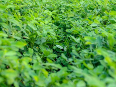 Canlı yeşil yapraklı bitkiler bir alanda yoğun bir şekilde büyüyerek, tarım veya çevre temalı içerik için ideal, taze, doğal ve sağlıklı bir atmosfer yaratırlar.
