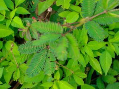 Bereketli yeşil mimoza pudika bitkileri, belirgin hassas bileşik yaprakları ve küçük kırmızı çiçek tomurcuklarıyla, botanik ve bitki çalışmaları için ideal bir bahçe ortamında bol miktarda büyürler..