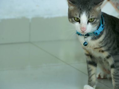 Yeşil gözlü gri tekir kedi, parlak mavi yakalı, küçük bir çan takıyor. Temiz bir fayans zeminine dikkatlice bakıyor ve evcil hayvan içeriğine uygun şirin ve büyüleyici bir görüntü yaratıyor..